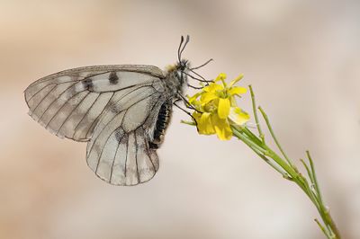Clouded apollo / Zwarte Apollovlinder