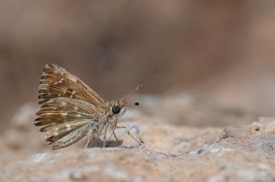 Mallow Skipper / Kaasjeskruiddikkopje
