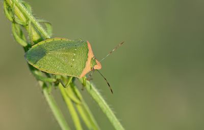 Nezara viridula / Zuidelijke groene schildwants