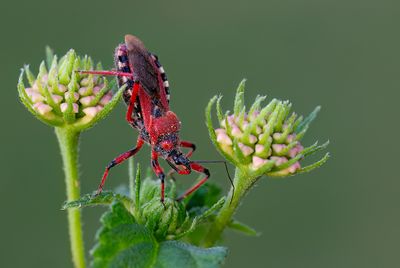 Rhynocoris iracundus / Rode roofwants