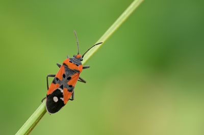 Lygaeus equestris / Prachtridderwants