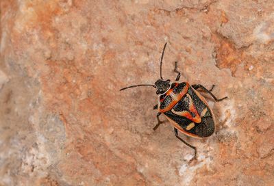 Eurydema rugulosa 