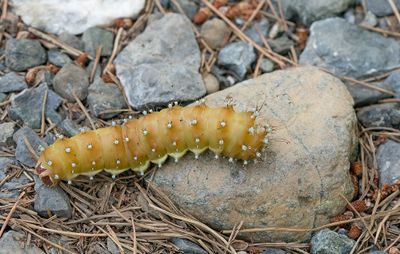 Large Emperor Moth / Grote Nachtpauwoog
