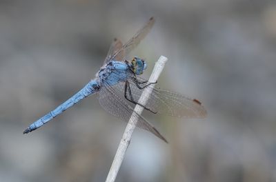 Southern Skimmer / Zuidelijke Oeverlibel