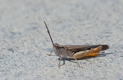 Chorthippus maritimus