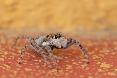 Menemerus semilimbatus 