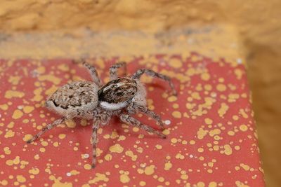 Menemerus semilimbatus 