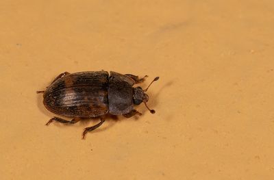 Chlorophorus sartor