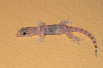 Mediterranean house gecko / Europese tjitjak 