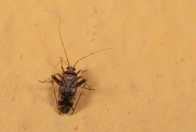 Phytocoris scitulus ssp. scitulus