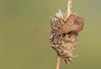 Syromastus rhombeus / Ruitrandwants