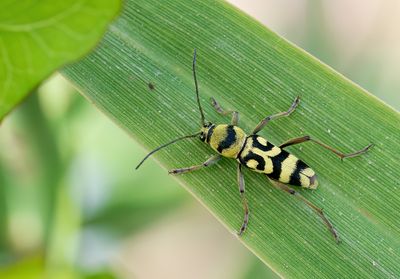 Chlorophorus varius / Kommawespenboktor