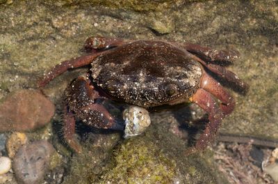 Eriphia verrucosa