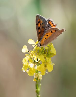 Small Copper / Kleine vuurvlinder