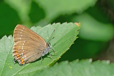 Ilex Hairstreak / Bruine eikenpage