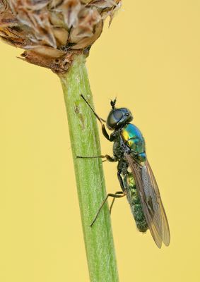 Broad Centurian / Prachtwapenvlieg