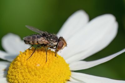 Miltogramma germari