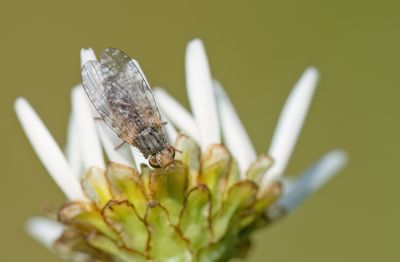 Tephritis vespertina / Biggenkruidboorvlieg