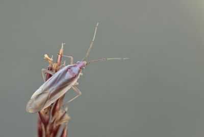 Amblytylus albidus / Buntgrasbreedneus