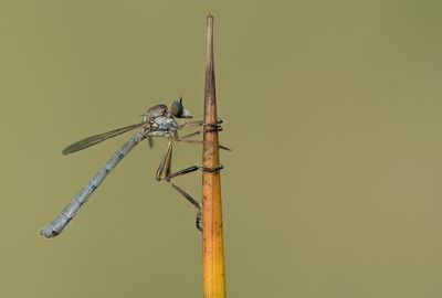 Leptogaster cylindrica / Grasjager 