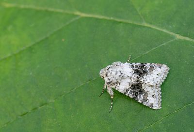 Hecatera bicolorata / Tweekleurige uil