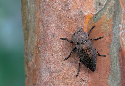 Capnodis tenebricosa 