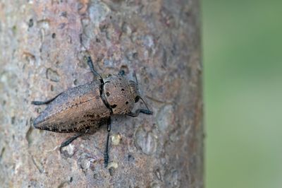 Capnodis tenebricosa 