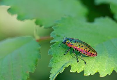 Lamprodila gloriosa