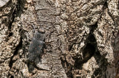 Trachypteris picta