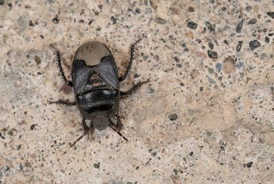 Cydnus aterrimus / Wolfsmelkgraafwants