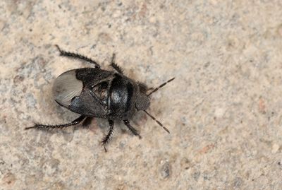 Cydnus aterrimus / Wolfsmelkgraafwants