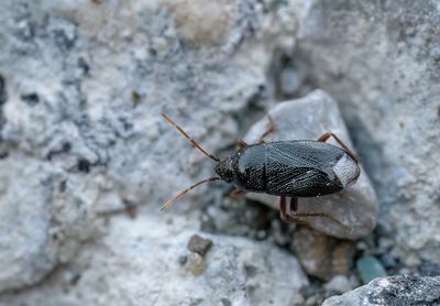 Lethaeus nitidus