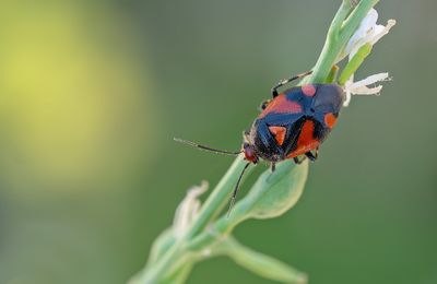 Deraeocoris schach