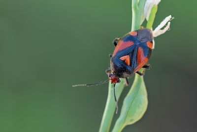 Deraeocoris schach 