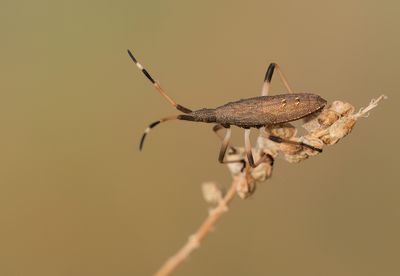 Dicranocephalus albipes