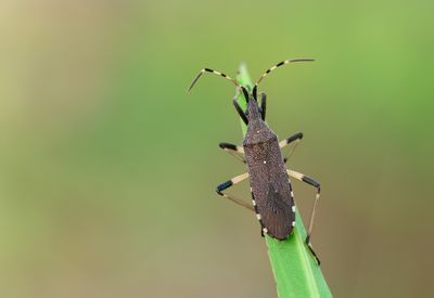 Dicranocephalus albipes