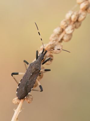 Dicranocephalus albipes