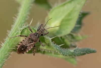 Coranus griseus