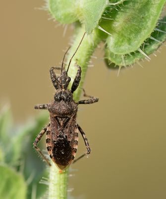 Coranus griseus