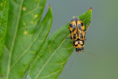 Pachybrachis hieroglyphicus