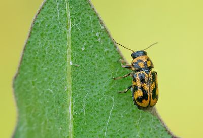Pachybrachis hieroglyphicus
