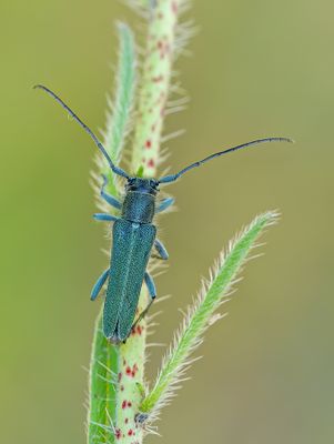 Opsilia coerulescens  / Slangenkruidboktor