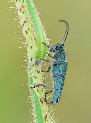 Opsilia coerulescens  / Slangenkruidboktor
