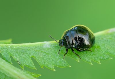 Coptosoma scutellatum / Kogelwants