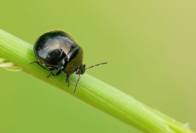 Coptosoma scutellatum / Kogelwants