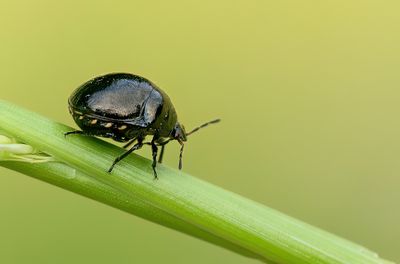 Coptosoma scutellatum / Kogelwants