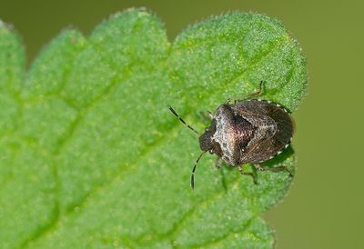 Stagonomus venustissimus / Andoornschildwants