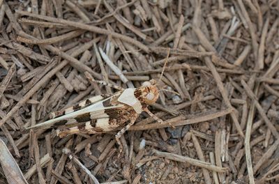 Oedipoda miniata