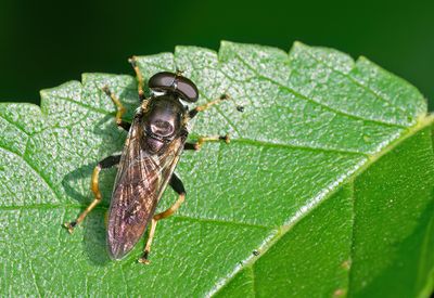 Xylota xanthocnema / Gevlekte gouden bladloper