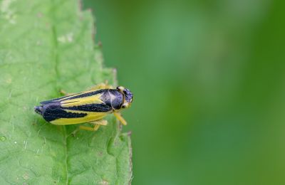 Evacanthus interruptus 